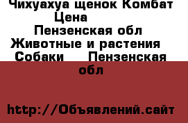 Чихуахуа щенок Комбат › Цена ­ 6 000 - Пензенская обл. Животные и растения » Собаки   . Пензенская обл.